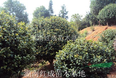 批發(fā)湖南茶花球 湖南杜鵑球 湖南紅花繼木球 湖南羅漢松球  