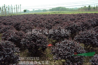 批發(fā)湖南茶花球 湖南杜鵑球 湖南紅花繼木球 湖南羅漢松球  