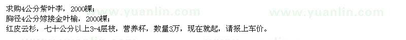 求購(gòu)4公分紫葉李、嫁接金葉榆、紅皮云杉