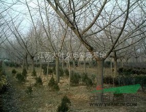 大豐銀杏樹價格
