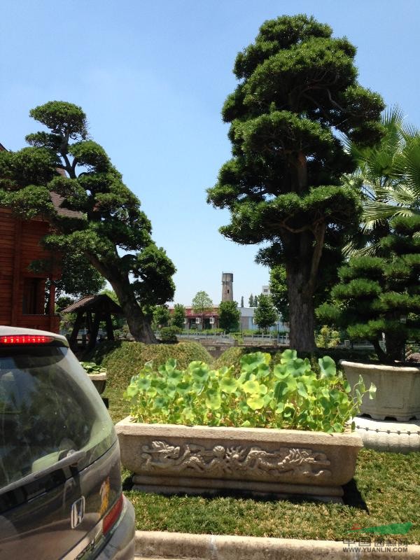 羅漢松、五針松
