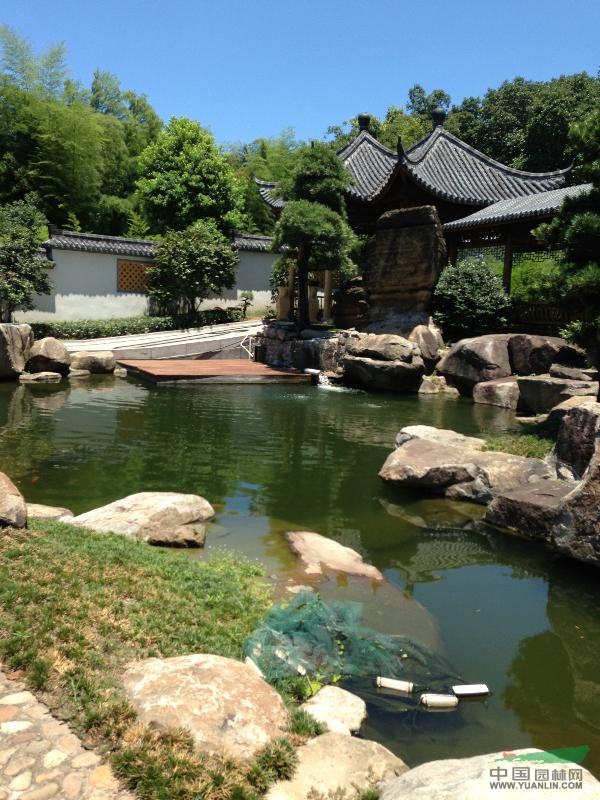 羅漢松、五針松