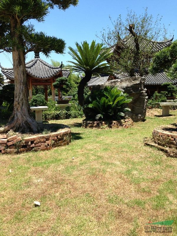 羅漢松、五針松