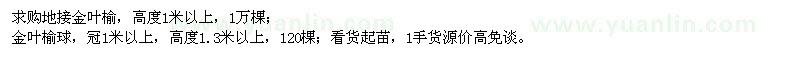 求購(gòu)地接金葉榆、金葉榆球