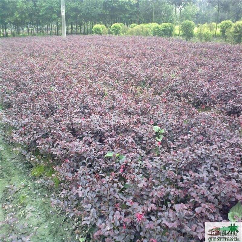 紅花繼木成都苗木--供應(yīng)貴州苗木、重慶苗木