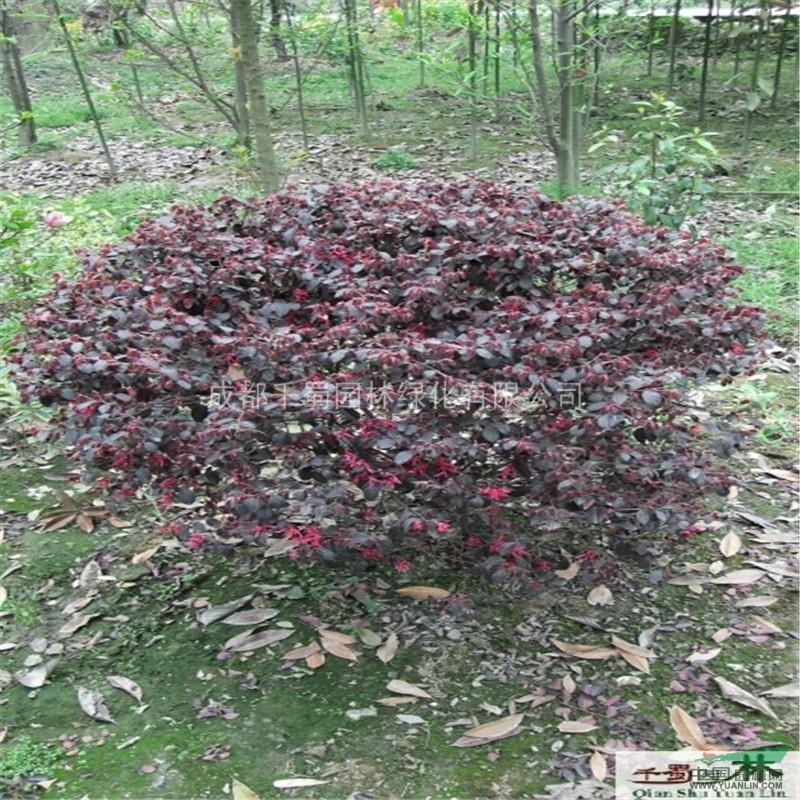 紅花繼木成都苗木--供應(yīng)貴州苗木、重慶苗木