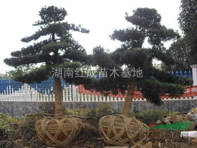 湖南造型羅漢松/湖南羅漢松/羅漢松價格/羅漢松古樁盆景   