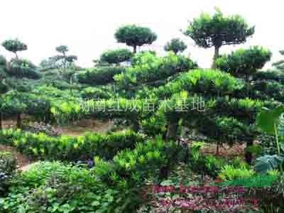 湖南造型羅漢松/湖南羅漢松/羅漢松價格/羅漢松古樁盆景   