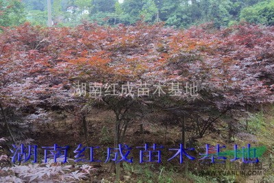 供應(yīng)湖南紅楓/湖南紅楓價(jià)格/嫁接紅楓/高桿嫁接紅楓/紅楓小苗