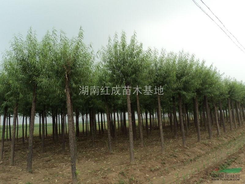 供應(yīng)湖南柳樹/湖南柳樹價格/切桿柳樹/楊柳/垂柳