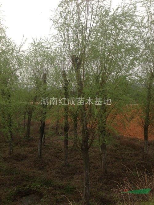 供應(yīng)湖南柳樹/湖南柳樹價格/切桿柳樹/楊柳/垂柳