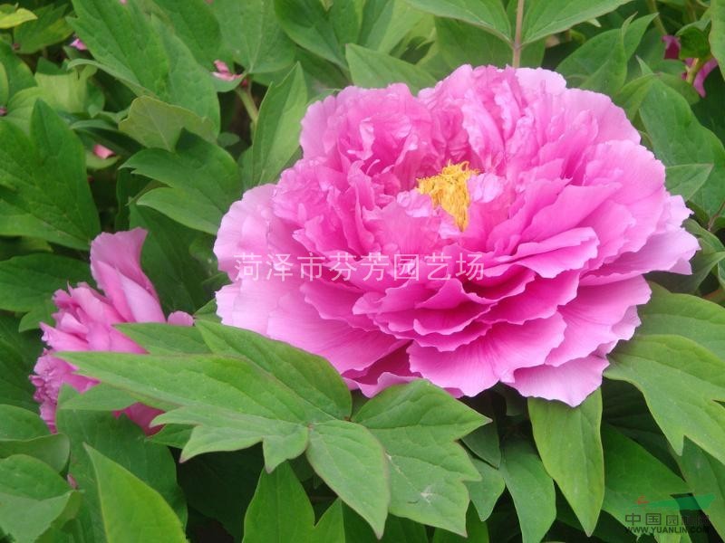 供應(yīng)精品牡丹80萬(wàn)株