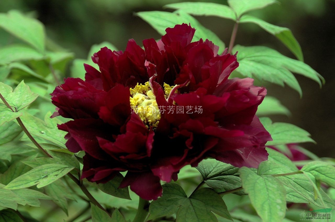 供應(yīng)精品牡丹80萬(wàn)株
