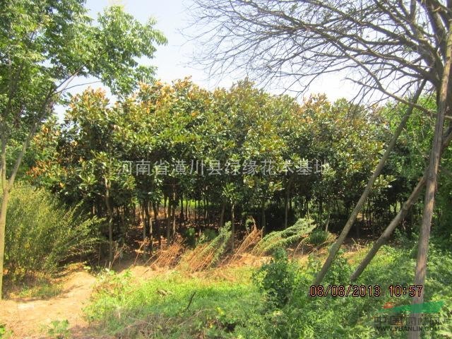 9公分廣玉蘭產(chǎn)地價格，河南地區(qū)供應(yīng)大量供應(yīng)優(yōu)質(zhì)9公分廣玉蘭