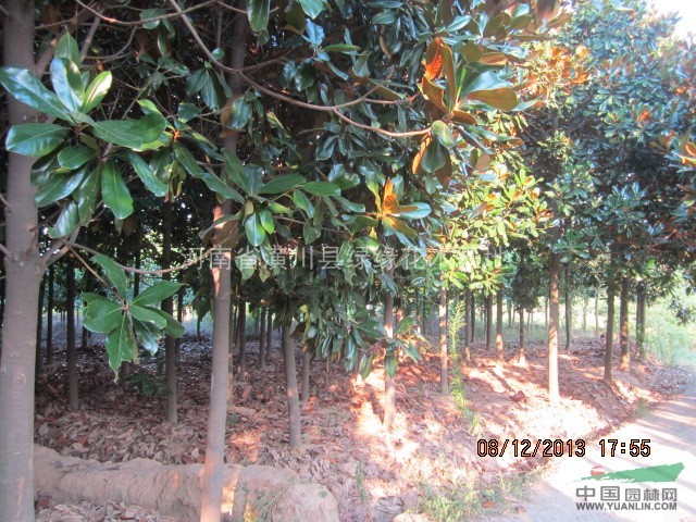 9公分廣玉蘭產(chǎn)地價格，河南地區(qū)供應(yīng)大量供應(yīng)優(yōu)質(zhì)9公分廣玉蘭