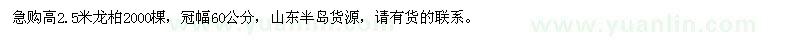 求購高2.5米龍柏