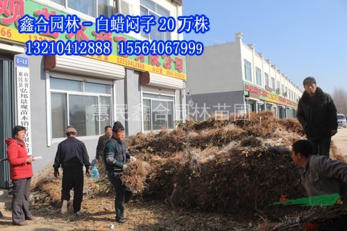 惠民專業(yè)培植白蠟苗、供應(yīng)白蠟小苗100萬株
