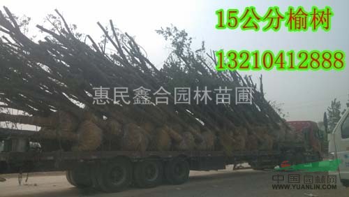 常年供應：12公分榆樹、15公分榆樹、濱州榆樹價格