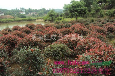 大量供應(yīng)紅花繼木、杜鵑、紅葉石楠、月季、龜甲冬青