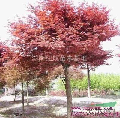 湖南紅楓批發(fā)/湖南紅楓價(jià)格/嫁接紅楓樹/美國改良紅楓本日紅楓