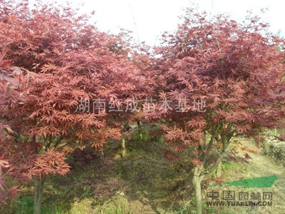 湖南紅楓批發(fā)/湖南紅楓價(jià)格/嫁接紅楓樹/美國改良紅楓本日紅楓
