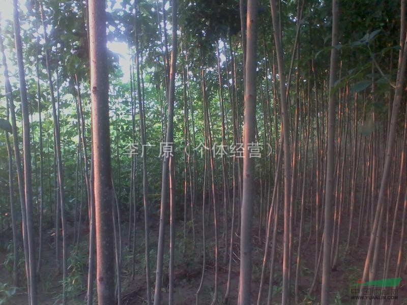 速生白蠟，柳樹172