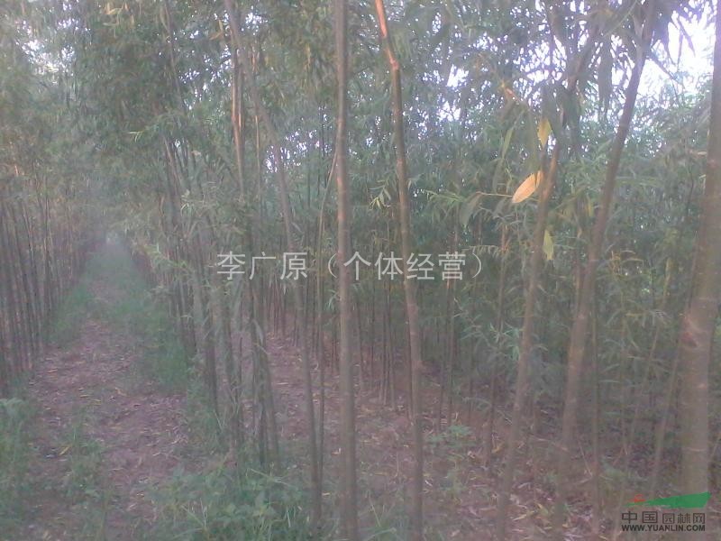 速生白蠟，柳樹172