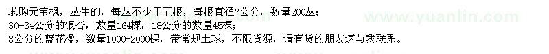 求購元寶楓、銀杏、藍花楹