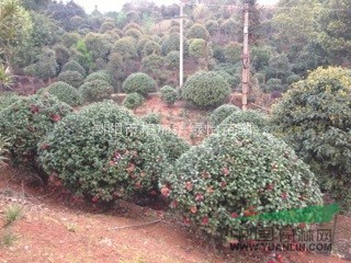 精品茶花、四季茶花、茶花球.茶花小苗.