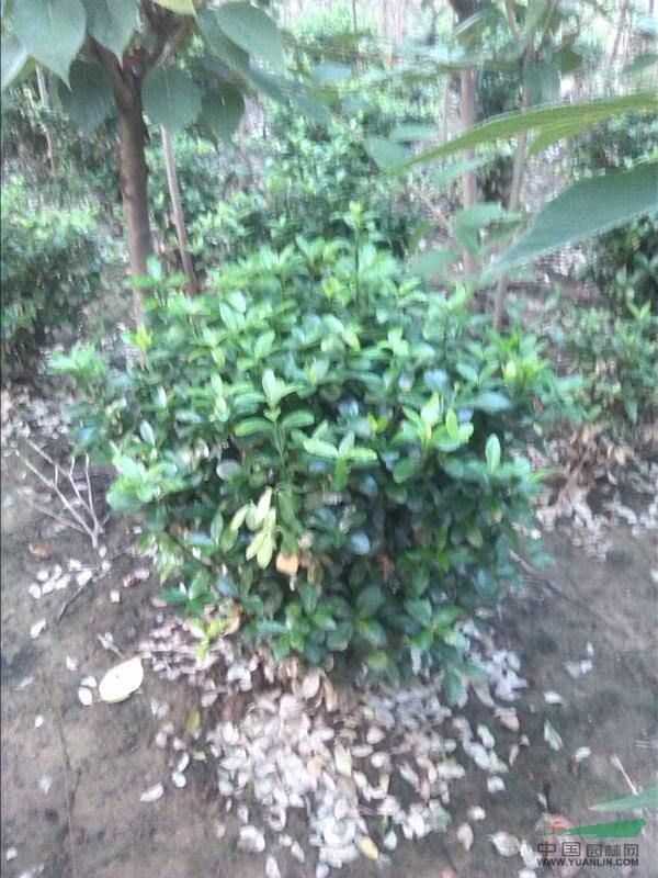 大葉黃楊球