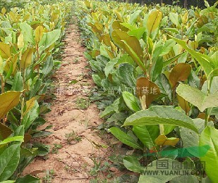 南陽廣玉蘭價格低，大量供應(yīng)熱銷