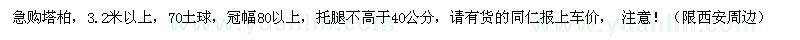 求購3.2米以上塔柏