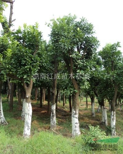 供應(yīng)湖南香泡/湖南香泡價(jià)格/益陽香泡/移栽香泡/切桿香泡