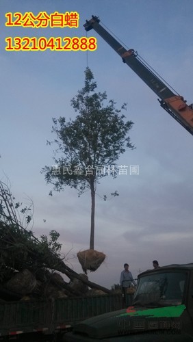 供8公分9公分10公分12公分一級造型白蠟各5000棵