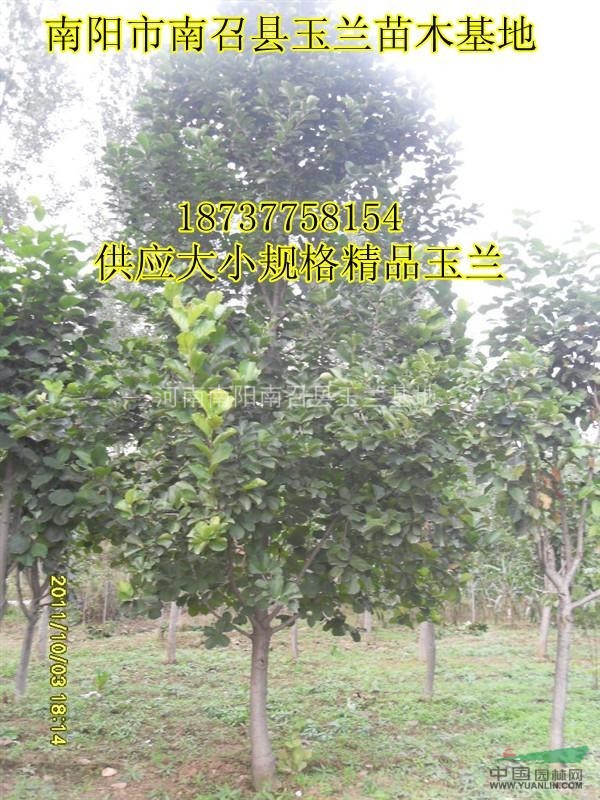 南陽紫玉蘭8公分紫玉蘭河南南陽10公分紫玉蘭