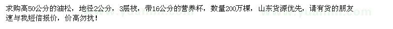 求購高50公分油松