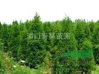 南京湯泉青昊苗圃特價供應(yīng)不同規(guī)格的蜀檜
