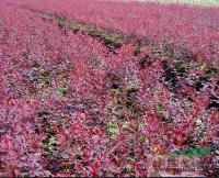 【紅葉小檗，山東紅葉小檗，河北紅葉小檗】-雨軒