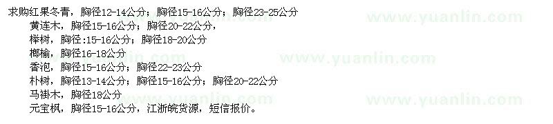 求購紅果冬青、黃連木、櫸樹、榔榆、香泡、樸樹、馬褂木、元寶楓