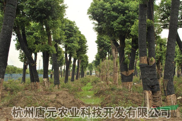 浙江移裁大香樟基地信息