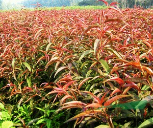 出售紅葉碧桃小苗100萬