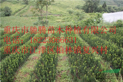 曼地亞紅豆杉苗60-80高