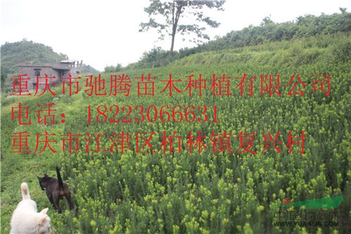 曼地亞紅豆杉苗60-80高