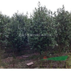 茶花  茶花籠子  茶花樹  湖北茶花供應