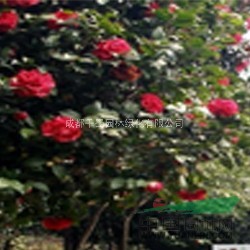 茶花  茶花籠子  茶花樹  湖北茶花供應