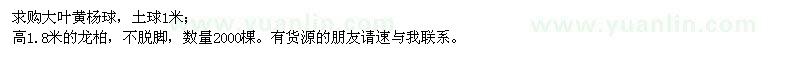 求購大葉黃楊球、高1.8米龍柏