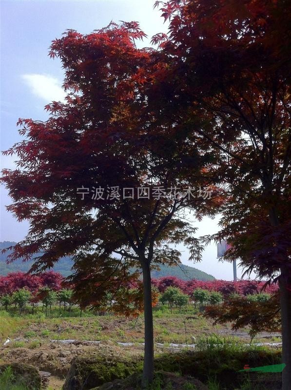 紅楓