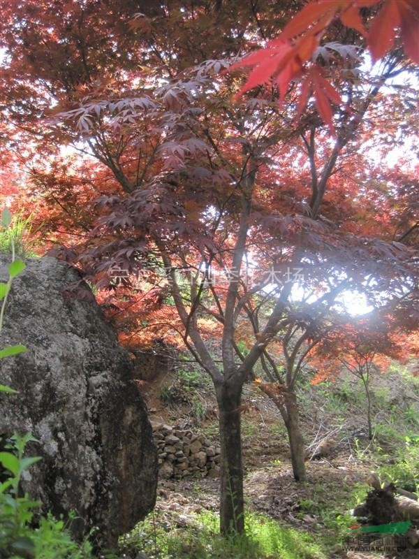 紅楓