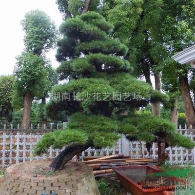 供應(yīng)迎客松.樹型優(yōu)美.價(jià)格優(yōu)惠