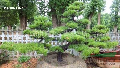 供應(yīng)迎客松.樹型優(yōu)美.價(jià)格優(yōu)惠